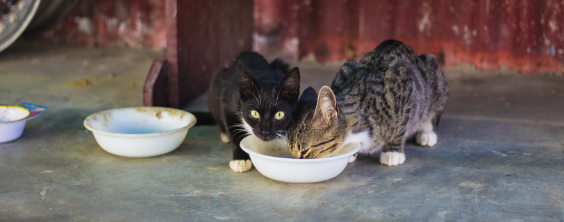 Image of two community cats eating from the same dish.