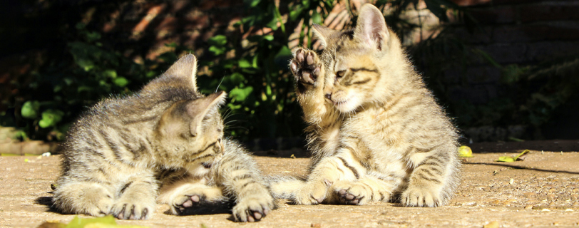 Image of two tabby kittens cleaning themselves outside.