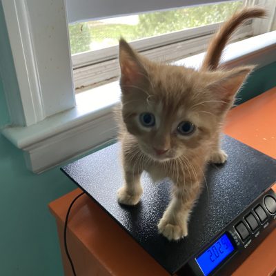 Image of orange kitten being weighed.