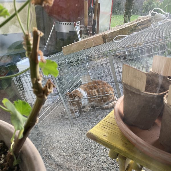 TRAPPING | COMMUNITY CATS