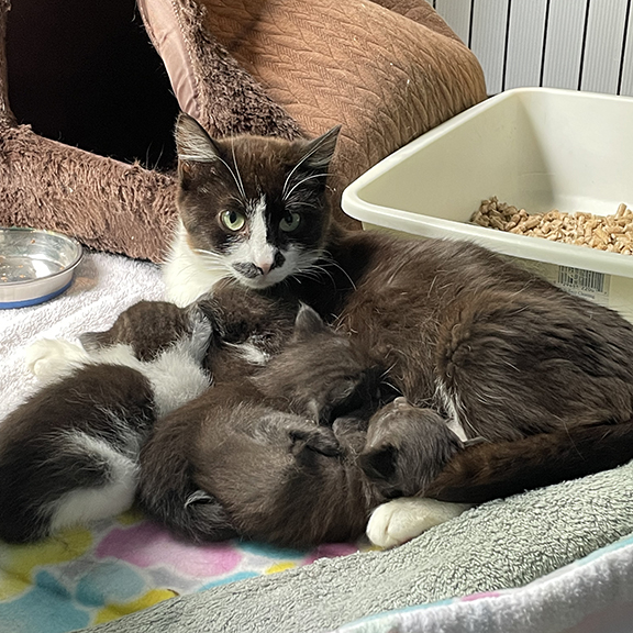 Kitten Mom with Kittens