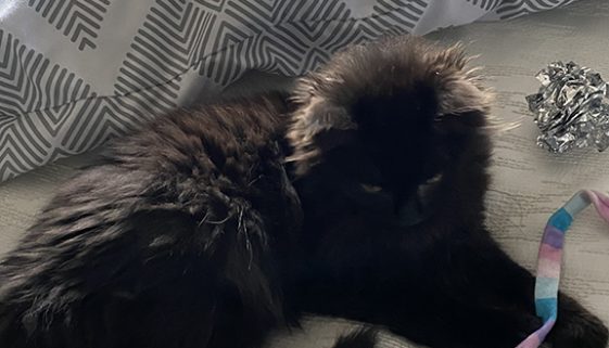 Little fluffball copy