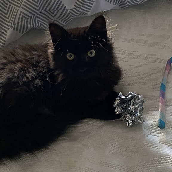 PURR-fect Miss Penny!