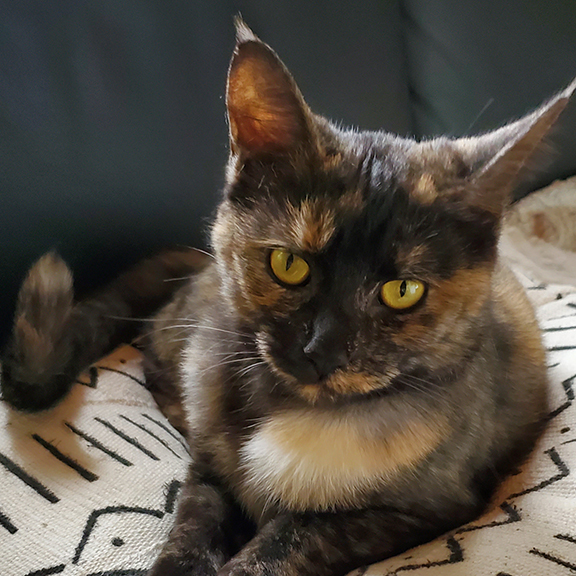 Perched on her Pillow