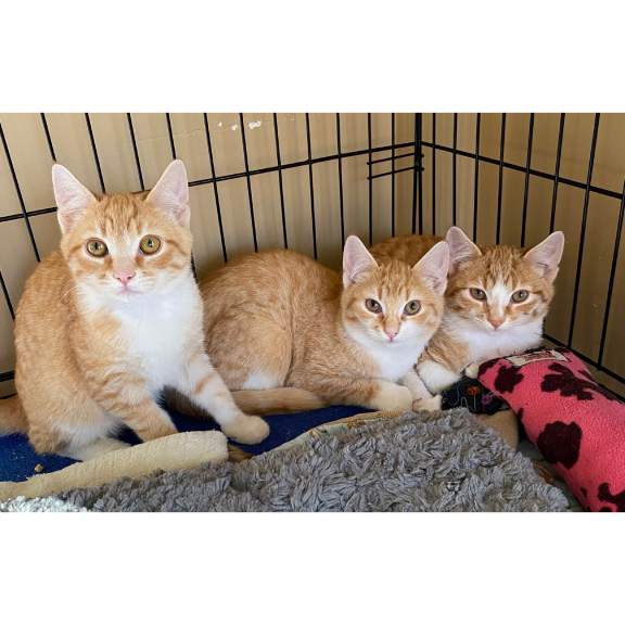 Pumpkin (L), Spice (M), Latte (R) Pumpkin - Adopted (L), Spice (M), Latte (R)