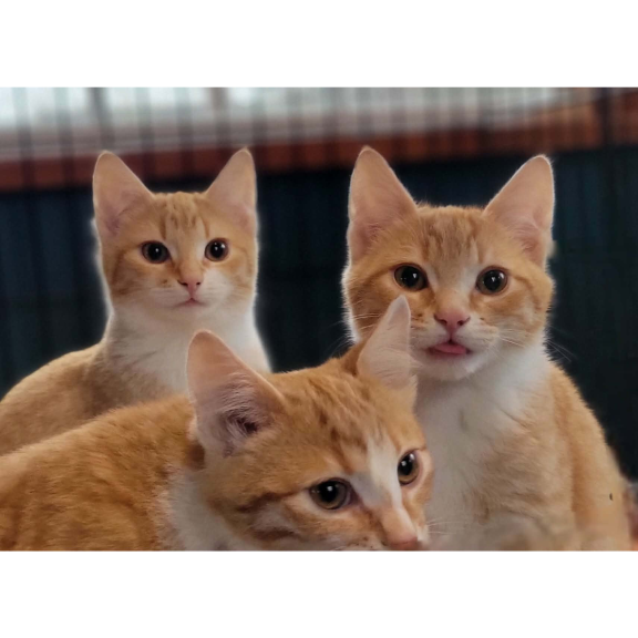 The Three brothers (1) The Three Brothers