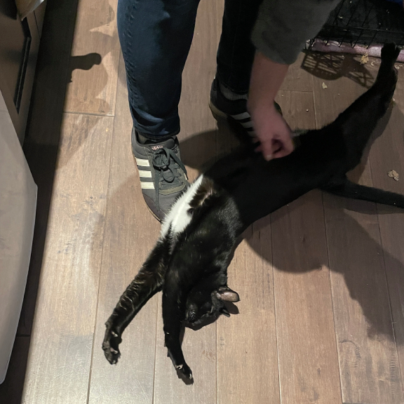 Tummy Rubs are AWESOME!