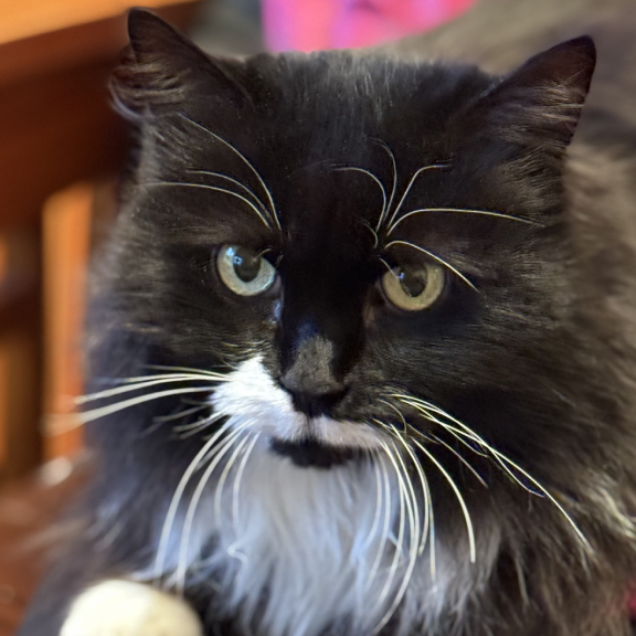 IMG_0662 Beautiful Face!