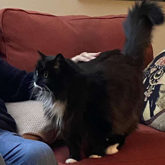 IMG_3376 What a Tail!