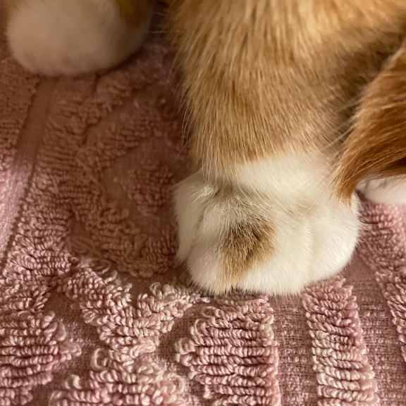 Adorable spotted toes Adorable Spotted Toes