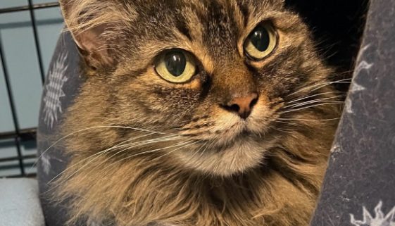 Beautiful Miss Kitty