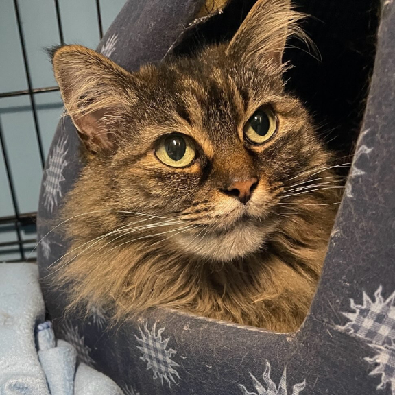 Beautiful Miss Kitty