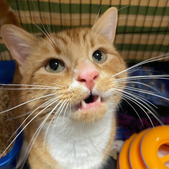 Conversationalist Chico Conversationalist Chico