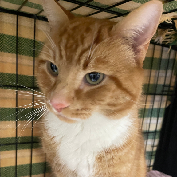 Did you get my profile_