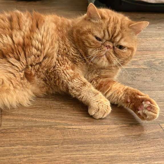 Handsome George - day 1 in foster Handsome George - Day 1 in Foster!