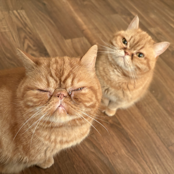 IMG_7794 The Gorgeous Pair