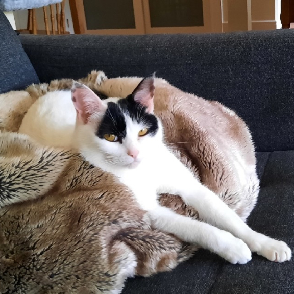 Matilda Loves her Cozy Blankets