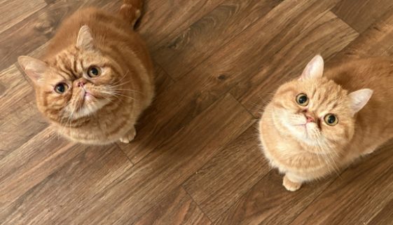 The-gorgeous-pair (1)