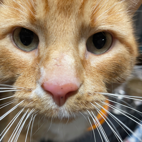 Up Close and Personal with Chico.