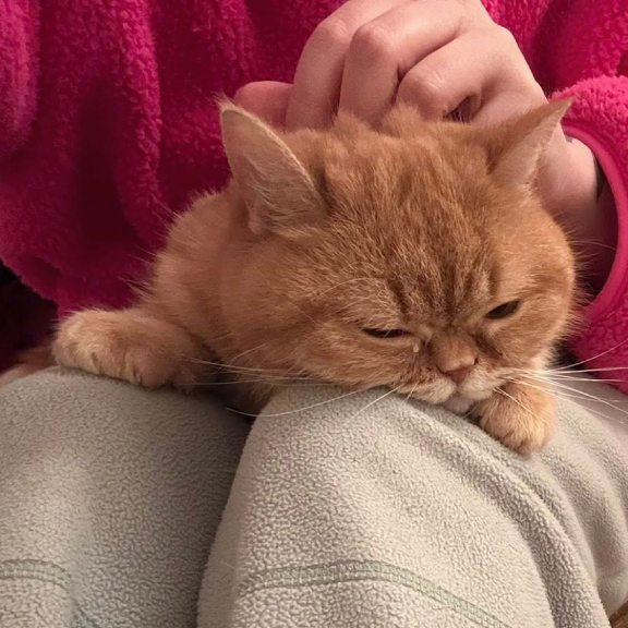 Who's a friendly girl_ Charlie! Who's a friendly girl? Charlie!