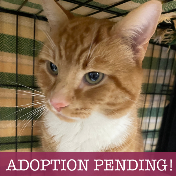 Did-you-get-my-profile_ (1)