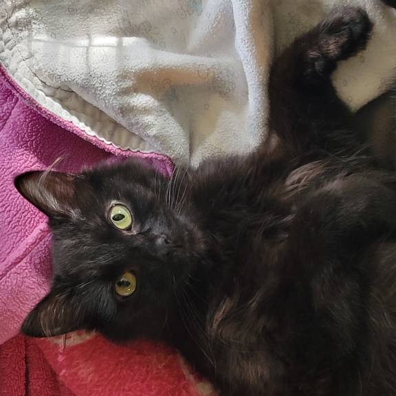 Time for Belly Rubs?