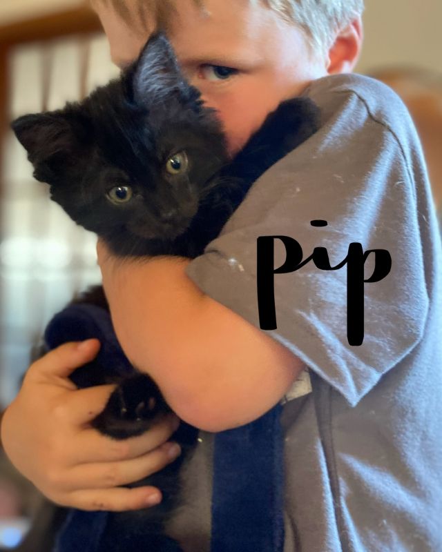 Happy CAT-urday everyone! Thank you to EVERYONE who has been enquiring about our available kittens! We are THRILLED with all of our recent adoptions! We do still have about 25 kittens in care. Some are still little but we do have some kittens who will be available later this week (after they "go for ice cream" to see our vets on Mayne Island!). All of these kittens are very well socialized. The first six have been fostered by Niki and her family for the past three weeks and have had SUCH a great time. They are comfortable with kids and have been exposed to the family's large dog! The next pair - Ziggy and Stardust (both male kittens) - have been with Rebecca and her family for the past few weeks, getting comfortable with a busy house with kids and their friends. They have settled in very well and are now ready to transition to their FURever home. We are hoping to keep this pair together. All of these kittens will be going to our Meet & Greet @ Elk Lake Vet Hospital on Sunday, August 23rd (unless they are spoken for before the event). All of the kittens will be spayed / neutered, vaccinated (FVRCP 1st and 2nd plus Rabies), treated for fleas and parasites, microchipped, and screened for FIV / FeLV. If you would like to learn more about any of these kittens or make an appointment to meet them in their foster home, please reach out: info@catsofsaltspring.com / 236-508-2287. The kittens CAN'T WAIT to meet you!
