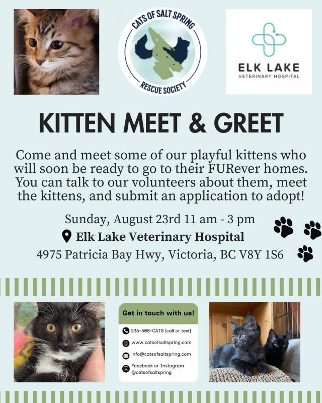 We have SO MANY AMAZING kittens coming to our Meet & Greet this coming Sunday August 23rd @ Elk Lake Vet Hospital. All of these kittens have been so well socialized in foster homes and handled, snuggled, kissed, and loved. They will make wonderful family pets! Please note that Sunday is a MEET & GREET only. Kittens WILL NOT be going home from the event. This is a chance to meet the kittens, talk to their foster families, ask questions and perhaps fall in love. All of the kittens coming to the event have already been fully vetted. So these kittens are ready to go home in the days following the event. Our adoption application can be found here (it's a fillable PDF, so just download and complete, then email back to us @ info@catsofsaltspring.com): https://catsofsaltspring.com/wp-content/uploads/2022/03/COSSRS_Adoption_Application.pdf If you have any other questions about the event or about our kittens, please don't hesitate to reach out: info@catsofsaltspring.com / 236-508-2287 Thank you SO MUCH to Elk Lake Vet Hospital for letting us use their waiting area for our event! We are SO GRATEFUL. See you on Sunday!!!!