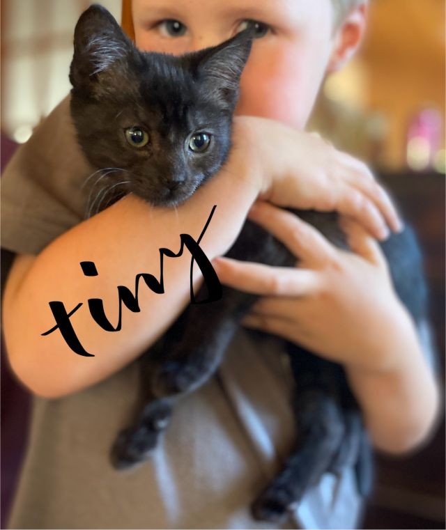 Thank you to EVERYONE who came out to our Kitten Meet & Greet event @ Elk Lake Veterinary Hospital yesterday. We are thrilled that so many of our kittens met their FURever families! These kittens will be going home throughout the coming week. Little Tiny is still looking for her family. She is the littlest of the litter but SUCH a cutie-pie. Her foster mom reports that "Tiny is full of bounce and play! She LOVES the kids and is wonderfully easy to handle. Such a love!" Tiny is the tiniest of this litter of kittens! Tiny also loves to play and is great with kids! She is full of bounce and play! For more information or to set up an appointment to meet Tiny in her foster home, please reach out: info@catsofsaltspring.com / 236-508-2287