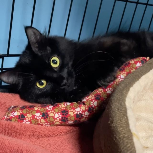 Sunflower is a very young mom who we trapped as part of our north end black cat colony management project during the first week of July. We were able to trap Sunflower together with her two very young kittens. They have done very well in foster care. Sunflower and her two kittens were intakes #73, 74 and 75 from the north end project this year. Fast forward to our trapping over the past 10 days, and we had Hundy (intake #100) and Hundy plus one (#101) come into our care. These two kittens were quarantined first, but then we decided to put them with Sunflower and her two kittens. They are a bit smaller than Sunflower’s kittens, but we knew they would benefit from having a “mom cat presence” if she accepted them. We are THRILLED to report that Sunflower has taken these kittens on and is caring for them so well. They don’t seem to be nursing (her own two kittens still are), but she is grooming them and loving them and teaching them how to be a cat! It’s so wonderful to see. We also give Sunflower some time on her own without the kittens - because she’s just a kitten herself! She loves to play with toys and balls! It’s so lovely to see her safe and healthy. We can’t wait to find her a home of her own. Thanks to all of our amazing volunteers and the community members who have supported our massive north end black cat colony management project over the past two years. It has been SO MUCH WORK (and there are lots of cats still to come in!) but we are so pleased to have helped so many cats.