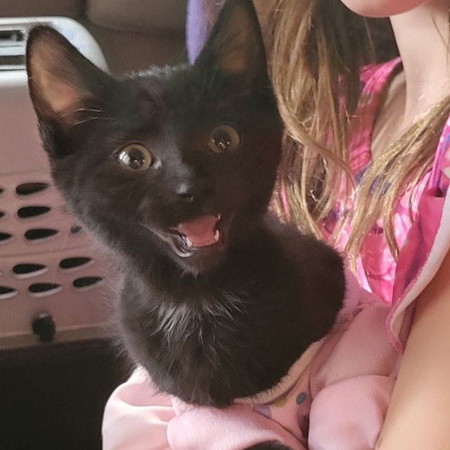 Happy CAT-urday from all of us here at Cats of Salt Spring Rescue Society! We want to introduce you to another group of kittens from our massive north Salt Spring Black Cat Colony intake this summer. PLEASE MEET THE BERRY KITTENS: Blueberry (F), Blackberry (F), Strawberry (F), and Huckleberry (M). It was way back on Canada Day when these babies came into our care. They were found huddled together on a property where we are working - dehydrated and very hungry. Fast forward 2 months, and these sweethearts are almost ready to move to their FURever homes! They have been fostered by Shelby and her family - so lots of handling by children and exposure to Walnut - the family's large but very friendly retriever. These kittens are ready for a busy household. If you are interested in learning more about the Berries, please reach out. The kittens will have their second vaccines and be spayed / neutered in the coming week and then will be ready to go home! Contact us at info@catsofsaltspring.com or 236-508-2287. The Berries can't wait to meet you!